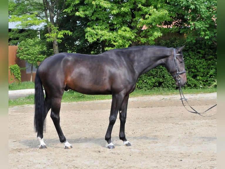 Ungarisches Sportpferd Wallach 6 Jahre 172 cm Dunkelbrauner in Schattendorf