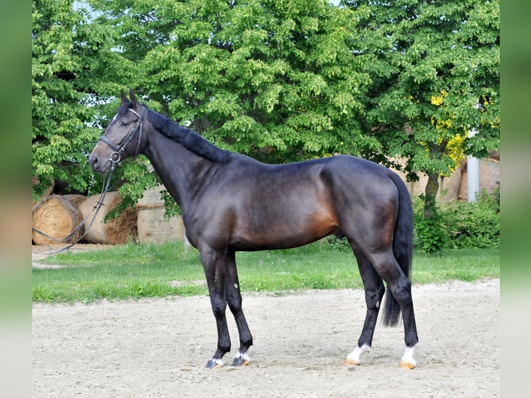 Ungarisches Sportpferd Wallach 6 Jahre 172 cm Dunkelbrauner in Schattendorf