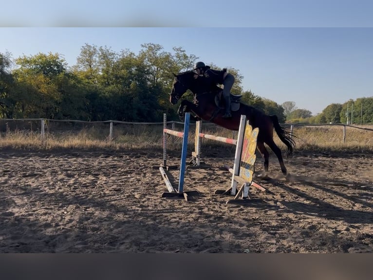 Ungarisches Sportpferd Wallach 6 Jahre 178 cm Brauner in Újfehértó