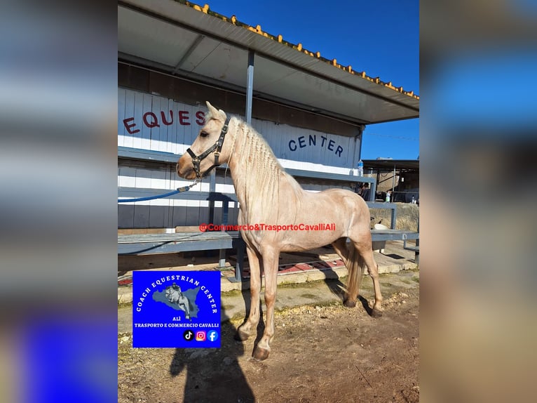 Ungarisches Sportpferd Wallach 7 Jahre 135 cm Palomino in Solarino