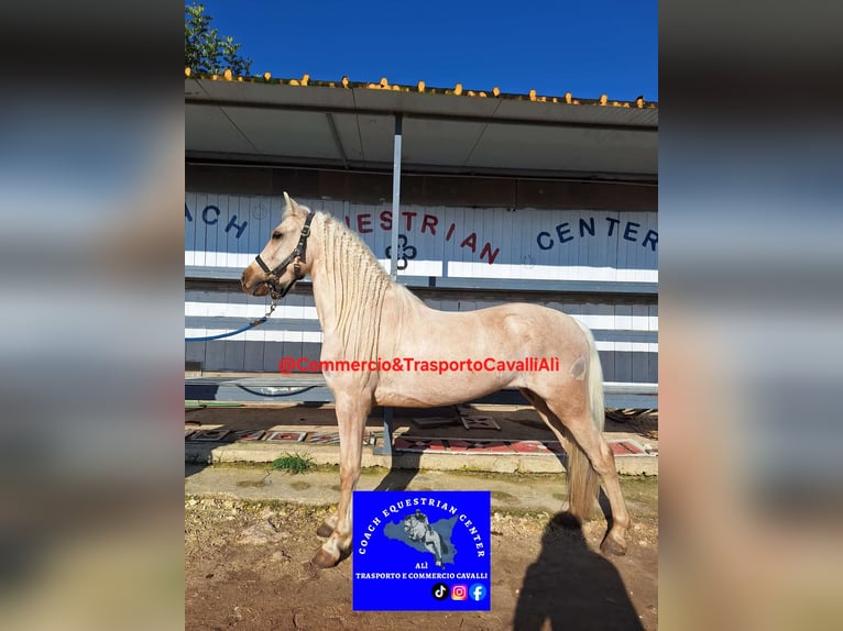 Ungarisches Sportpferd Wallach 7 Jahre 135 cm Palomino in Solarino