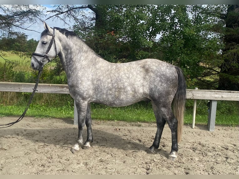 Ungarisches Sportpferd Wallach 7 Jahre 142 cm Schimmel in S&#xFC;derl&#xFC;gum