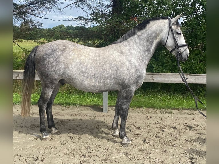 Ungarisches Sportpferd Wallach 7 Jahre 142 cm Schimmel in S&#xFC;derl&#xFC;gum