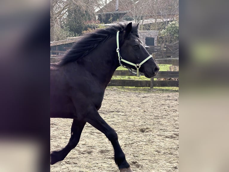 Ungarisches Sportpferd Wallach 7 Jahre 143 cm Schwarzbrauner in Zwartewaal