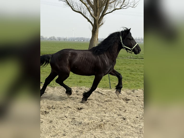 Ungarisches Sportpferd Wallach 7 Jahre 143 cm Schwarzbrauner in Zwartewaal