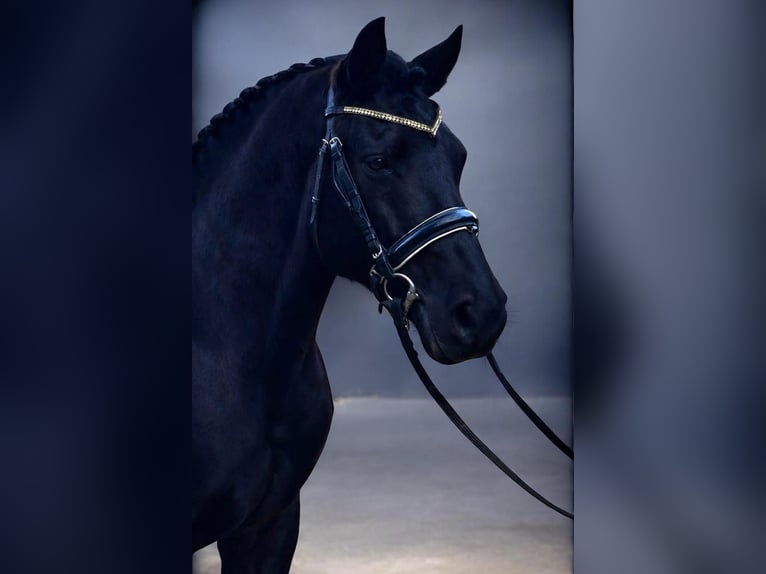 Ungarisches Sportpferd Mix Wallach 7 Jahre 144 cm Rappe in Zwartewaal