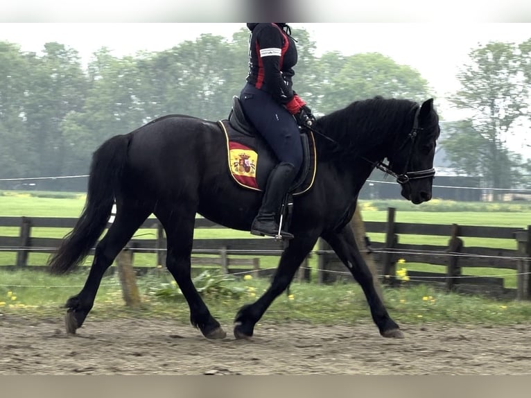 Ungarisches Sportpferd Mix Wallach 7 Jahre 144 cm Rappe in Zwartewaal