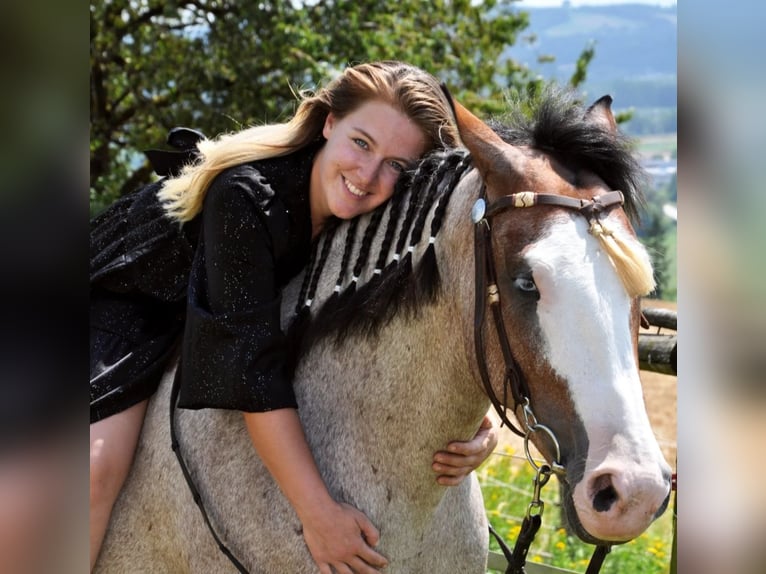 Ungarisches Sportpferd Wallach 7 Jahre 150 cm Rotschimmel in Baumgartenberg