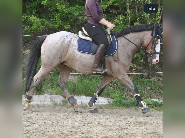 Ungarisches Sportpferd Wallach 7 Jahre 150 cm Rotschimmel in Baumgartenberg