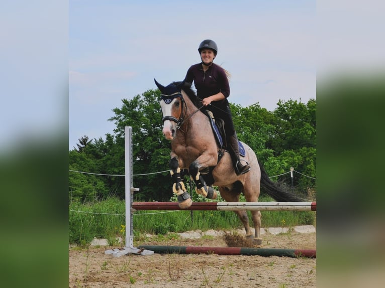 Ungarisches Sportpferd Wallach 7 Jahre 150 cm Rotschimmel in Baumgartenberg