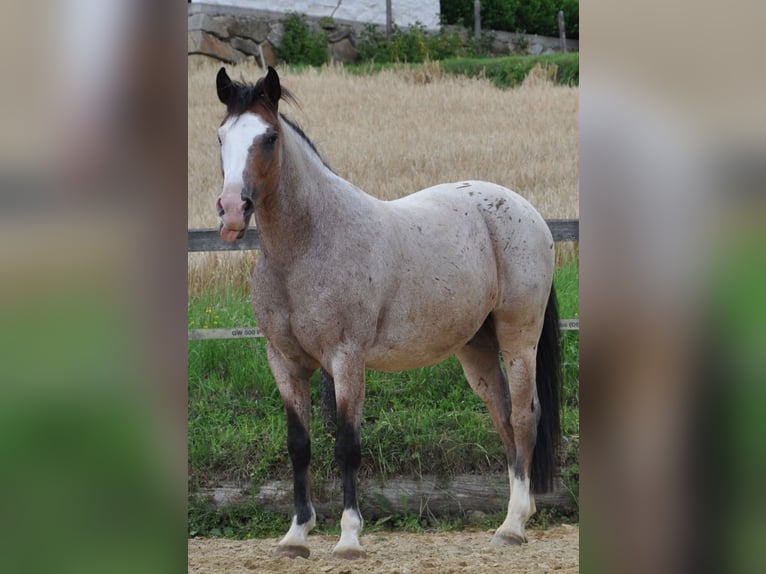 Ungarisches Sportpferd Wallach 7 Jahre 150 cm Rotschimmel in Baumgartenberg