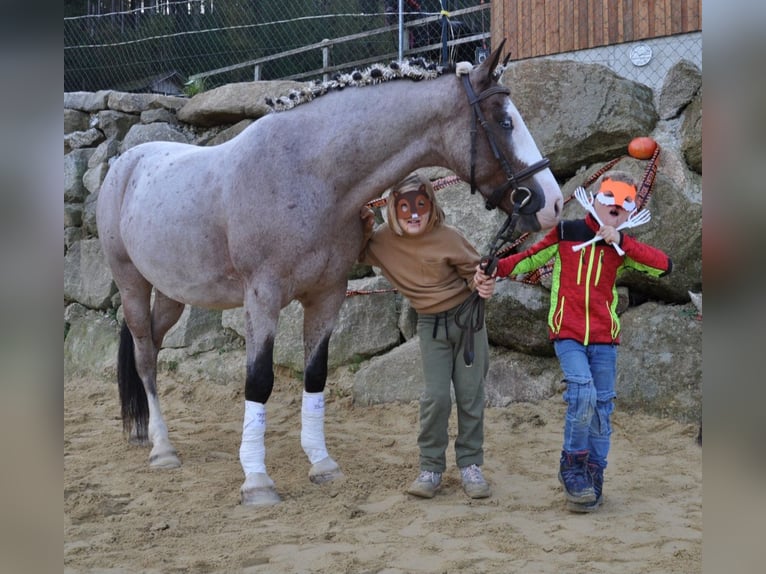 Ungarisches Sportpferd Wallach 7 Jahre 150 cm Rotschimmel in Baumgartenberg