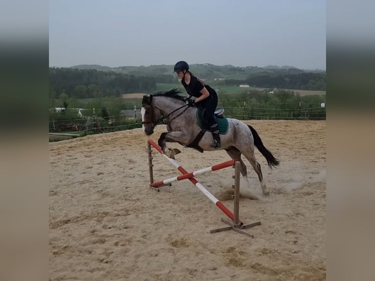 Ungarisches Sportpferd Wallach 7 Jahre 150 cm Rotschimmel in Baumgartenberg