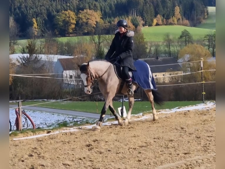 Ungarisches Sportpferd Wallach 7 Jahre 150 cm Rotschimmel in Baumgartenberg