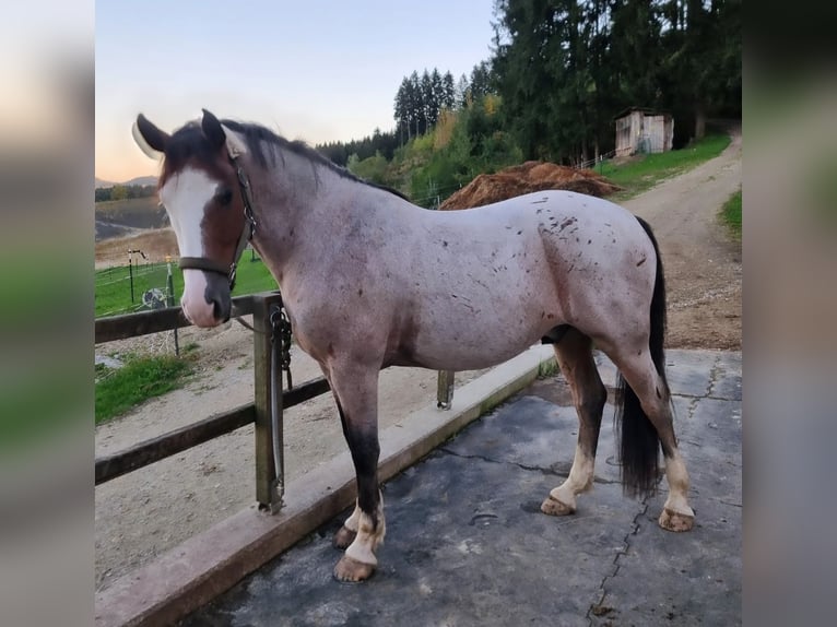 Ungarisches Sportpferd Wallach 7 Jahre 150 cm Rotschimmel in Baumgartenberg