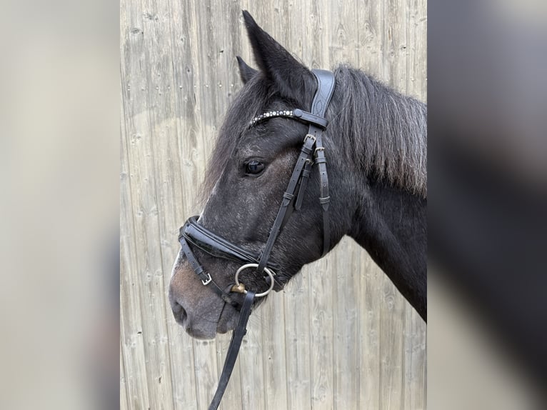 Ungarisches Sportpferd Wallach 7 Jahre 152 cm Rappschimmel in Neckargem&#xFC;nd