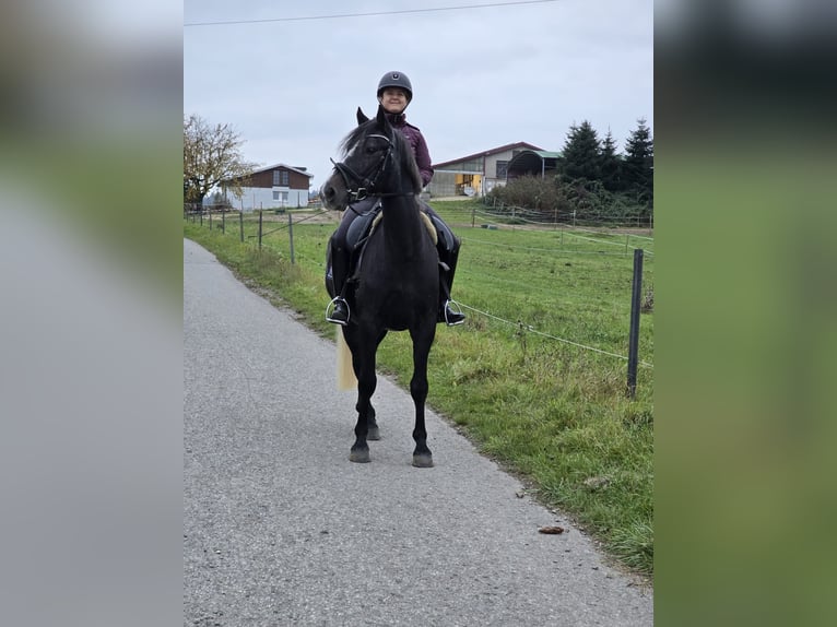 Ungarisches Sportpferd Wallach 7 Jahre 152 cm Rappschimmel in Neckargem&#xFC;nd