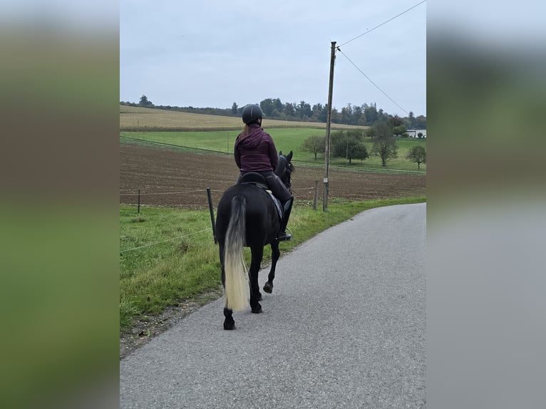 Ungarisches Sportpferd Wallach 7 Jahre 152 cm Rappschimmel in Neckargem&#xFC;nd