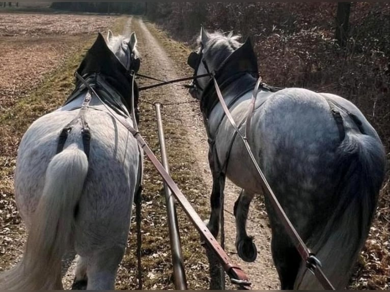 Ungarisches Sportpferd Wallach 7 Jahre 155 cm Apfelschimmel in Leiblfing
