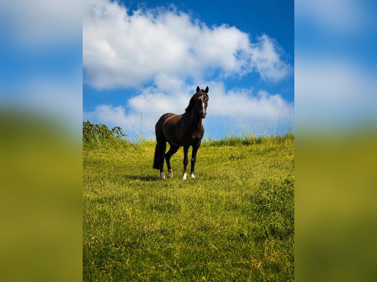 Ungarisches Sportpferd Wallach 7 Jahre 155 cm Dunkelbrauner in Walshausen