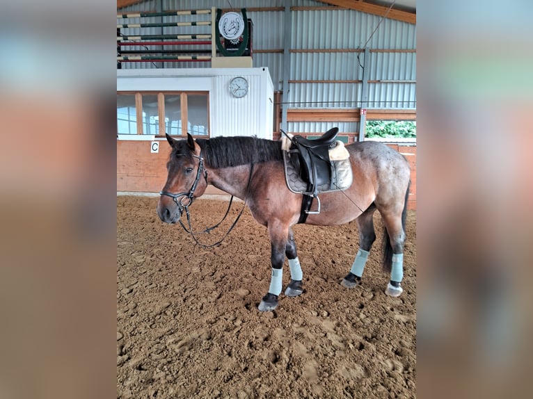 Ungarisches Sportpferd Mix Wallach 7 Jahre 155 cm Rotschimmel in Bottrop