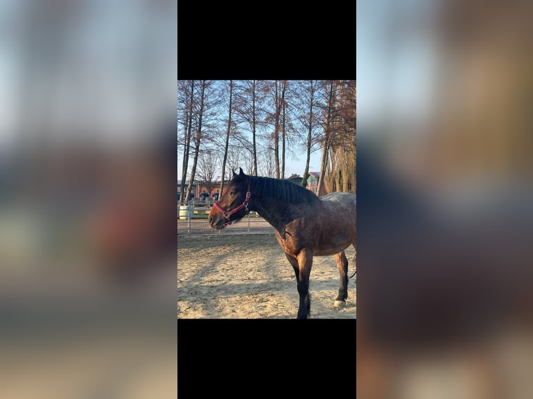 Ungarisches Sportpferd Mix Wallach 7 Jahre 155 cm Rotschimmel in Bottrop