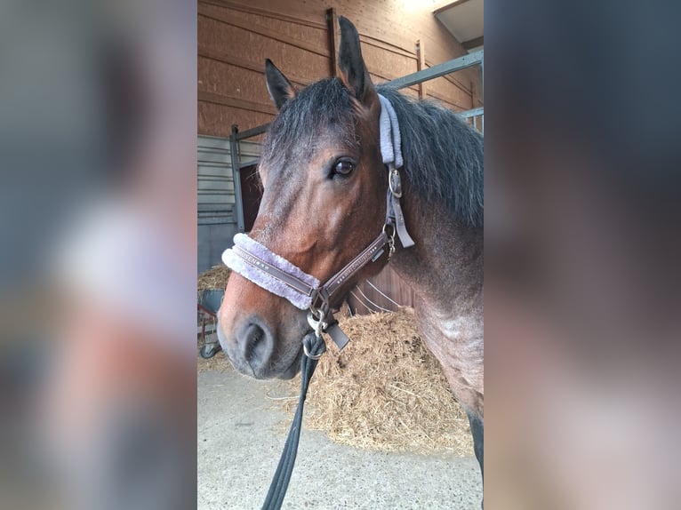Ungarisches Sportpferd Mix Wallach 7 Jahre 155 cm Rotschimmel in Bottrop