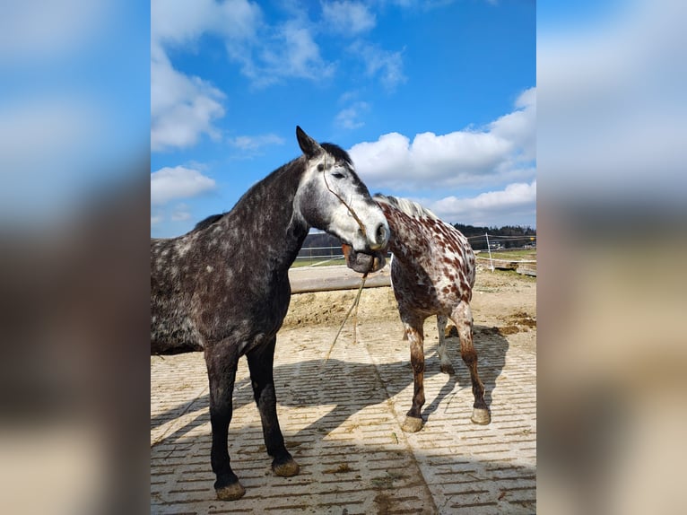 Ungarisches Sportpferd Wallach 7 Jahre 157 cm Rappschimmel in Denkendorf