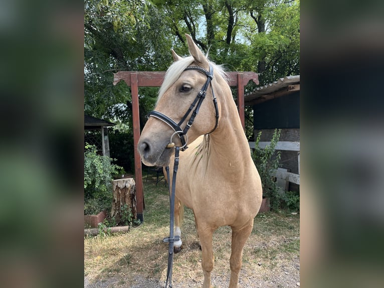 Ungarisches Sportpferd Wallach 7 Jahre 160 cm Palomino in Scharndorf