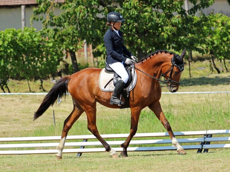 Ungarisches Sportpferd Wallach 7 Jahre 160 cm Rotbrauner in Győrság