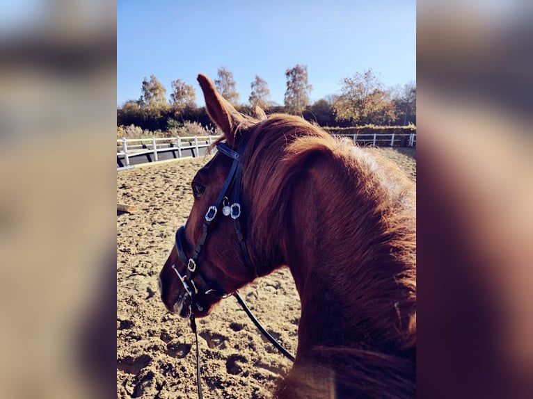 Ungarisches Sportpferd Wallach 7 Jahre 163 cm Fuchs in Heinsberg
