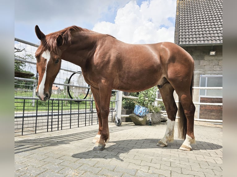 Ungarisches Sportpferd Wallach 7 Jahre 163 cm Fuchs in Heinsberg
