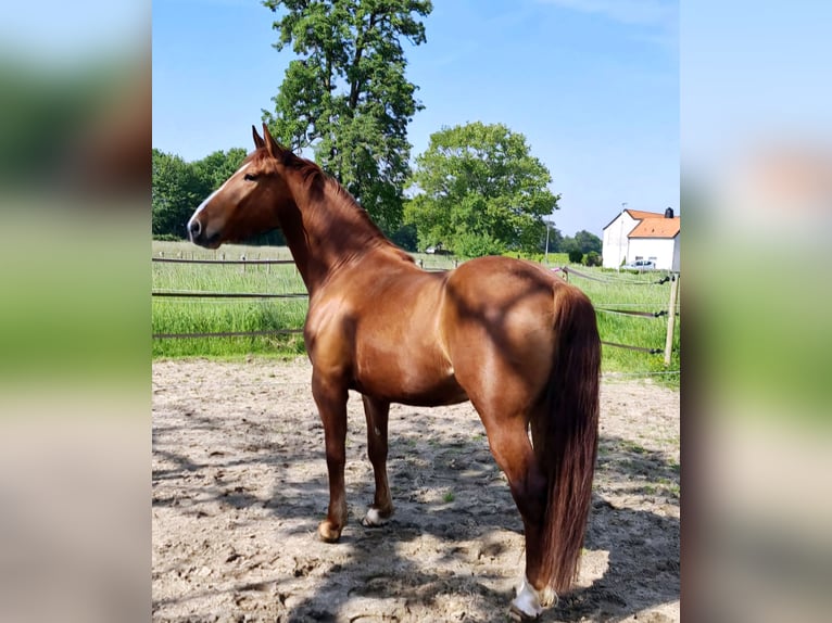 Ungarisches Sportpferd Wallach 7 Jahre 163 cm Fuchs in Heinsberg