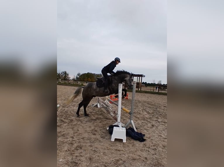 Ungarisches Sportpferd Wallach 7 Jahre 164 cm Apfelschimmel in Strasburg