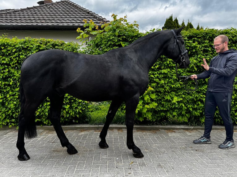Ungarisches Sportpferd Wallach 7 Jahre 164 cm Rappe in Einbeck