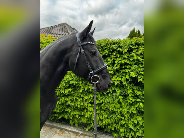 Ungarisches Sportpferd Wallach 7 Jahre 164 cm Rappe in Einbeck
