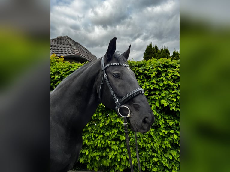 Ungarisches Sportpferd Wallach 7 Jahre 164 cm Rappe in Einbeck