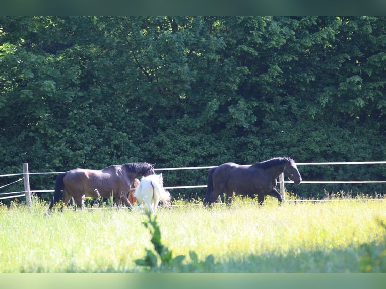 Ungarisches Sportpferd Mix Wallach 7 Jahre 164 cm Rappe in Owingen