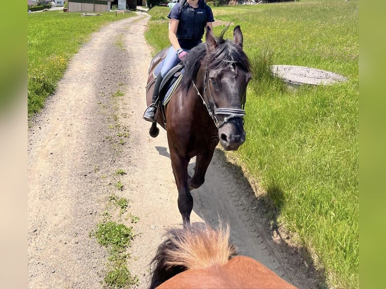 Ungarisches Sportpferd Mix Wallach 7 Jahre 164 cm Rappe in Owingen