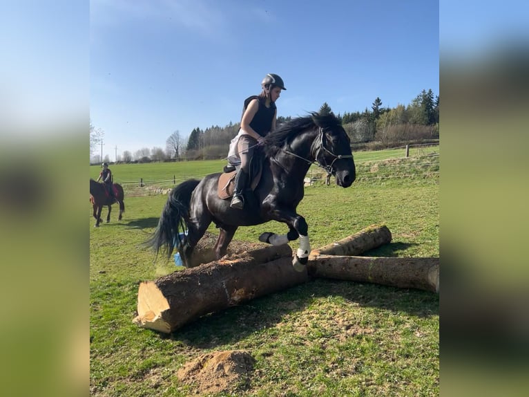 Ungarisches Sportpferd Mix Wallach 7 Jahre 164 cm Rappe in Owingen