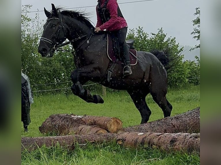 Ungarisches Sportpferd Mix Wallach 7 Jahre 164 cm Rappe in Owingen