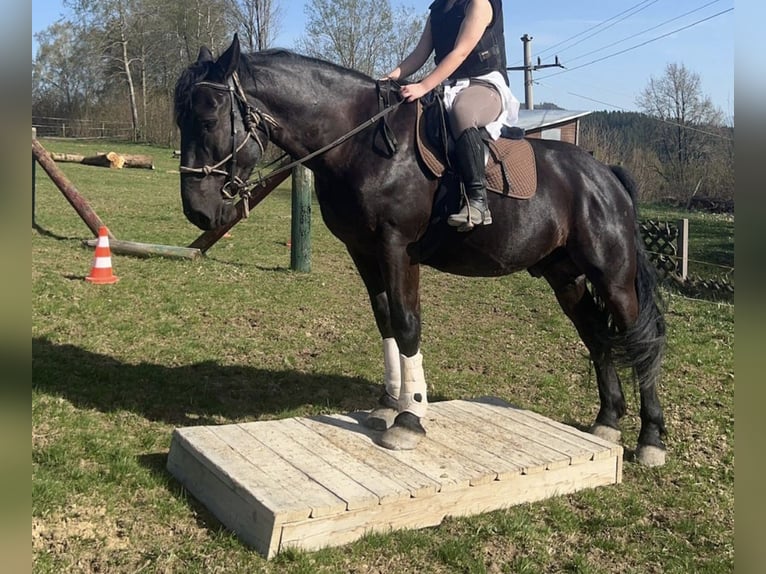 Ungarisches Sportpferd Mix Wallach 7 Jahre 164 cm Rappe in Owingen