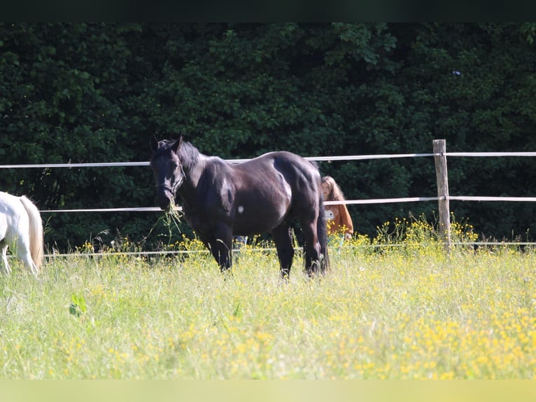 Ungarisches Sportpferd Mix Wallach 7 Jahre 164 cm Rappe in Owingen