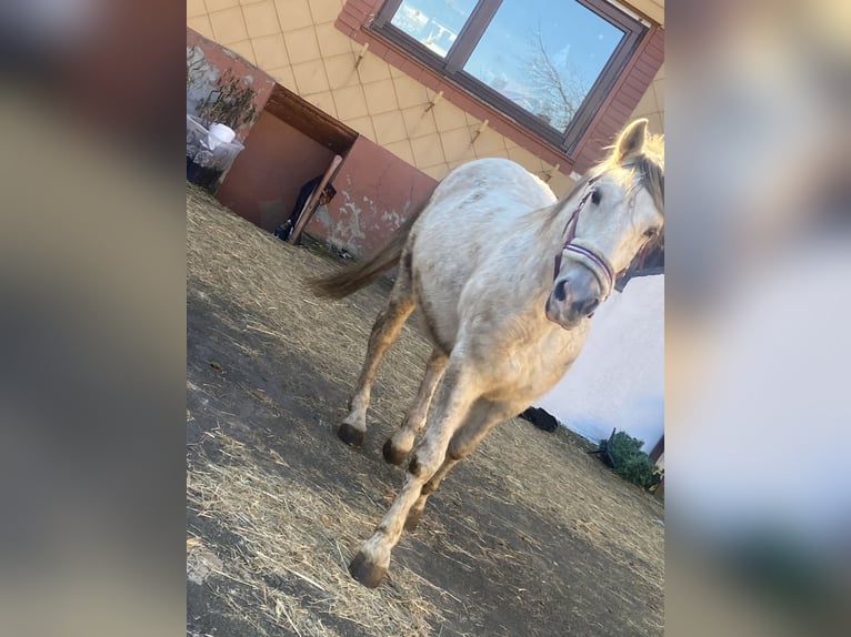Ungarisches Sportpferd Wallach 7 Jahre 165 cm Apfelschimmel in Freiensteinau
