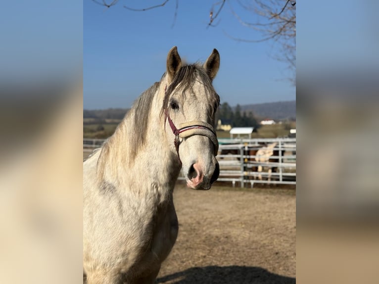 Ungarisches Sportpferd Wallach 7 Jahre 165 cm Apfelschimmel in Freiensteinau