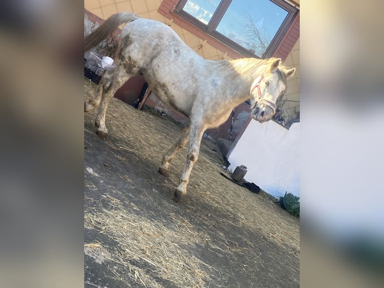 Ungarisches Sportpferd Wallach 7 Jahre 165 cm Apfelschimmel in Freiensteinau