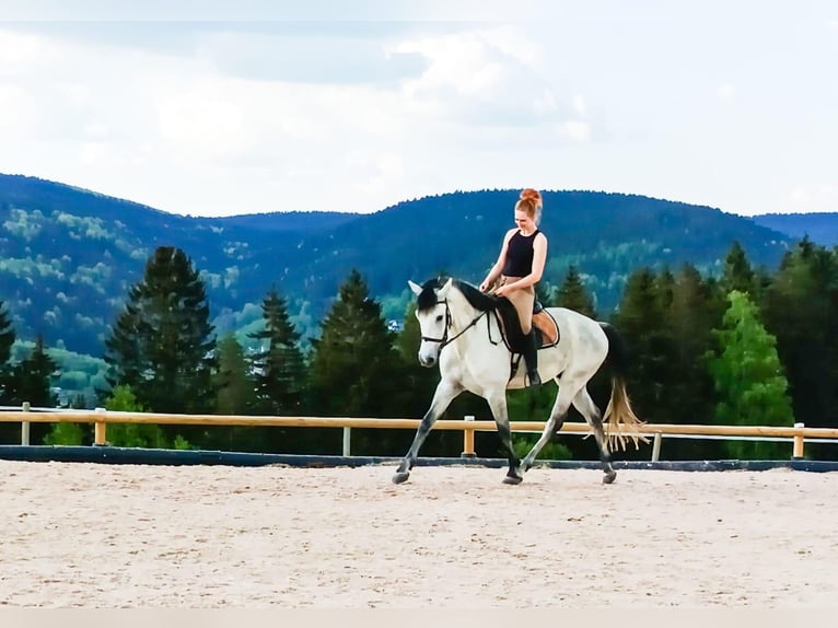 Ungarisches Sportpferd Mix Wallach 7 Jahre 165 cm Apfelschimmel in Markneukirchen