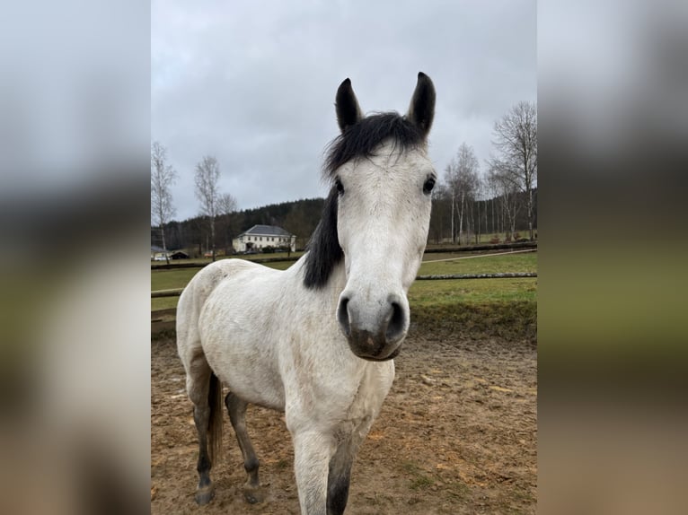 Ungarisches Sportpferd Mix Wallach 7 Jahre 165 cm Apfelschimmel in Markneukirchen