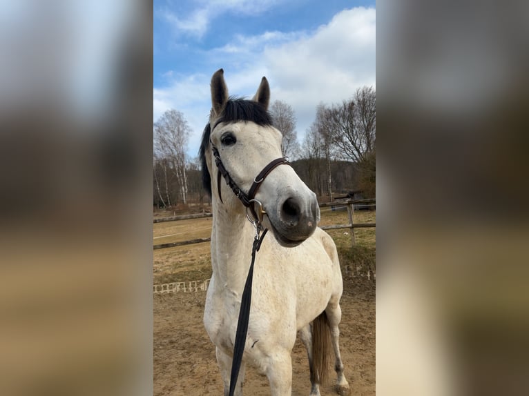 Ungarisches Sportpferd Mix Wallach 7 Jahre 165 cm Apfelschimmel in Markneukirchen