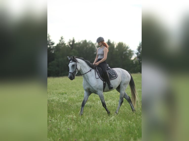 Ungarisches Sportpferd Mix Wallach 7 Jahre 165 cm Apfelschimmel in Markneukirchen